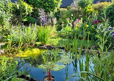 natural pond