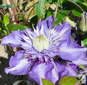 clematis