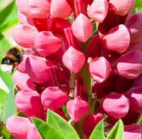 pink lupin